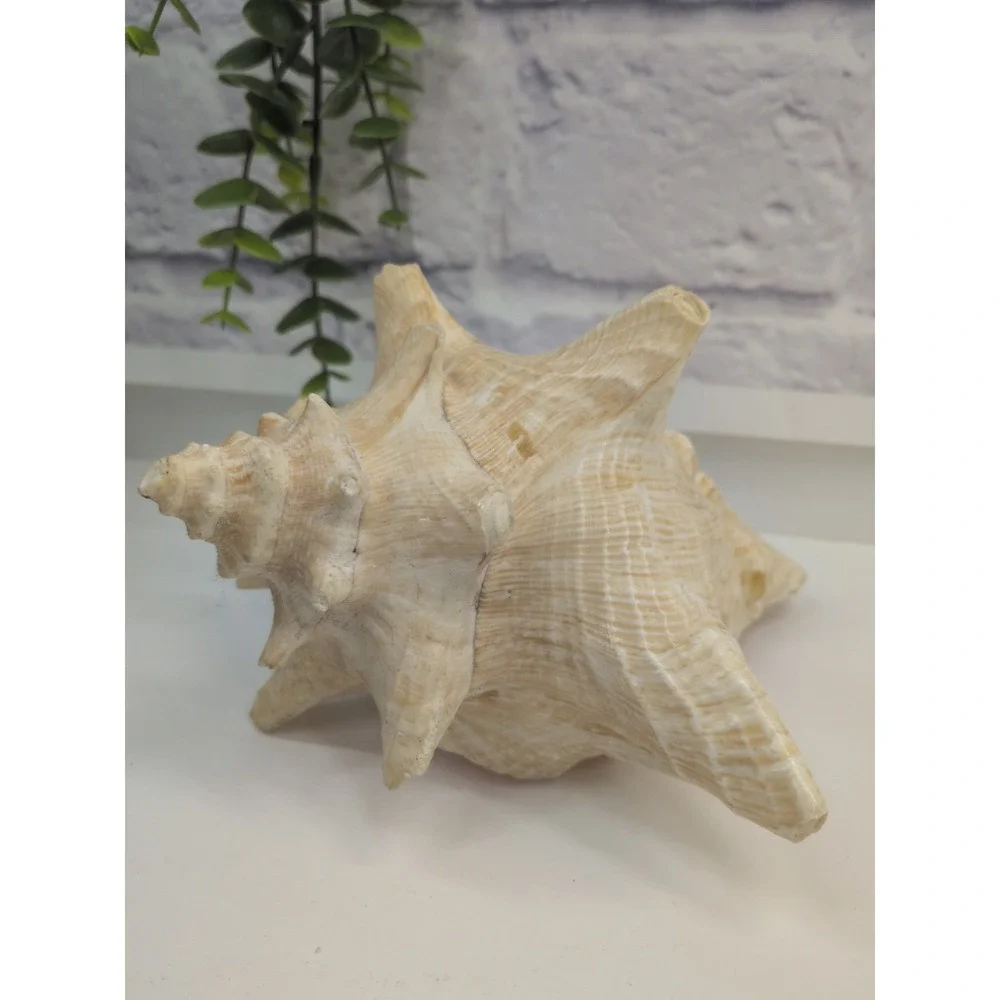 🏖️Large Vintage Pink-Lipped Murex Sea Shell Natural Ocean‎ Beach Coastal Decor